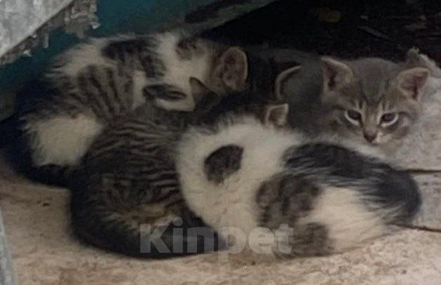 Кошки в Москве: Котенку из леса нужен дом Девочка, Бесплатно - фото 4