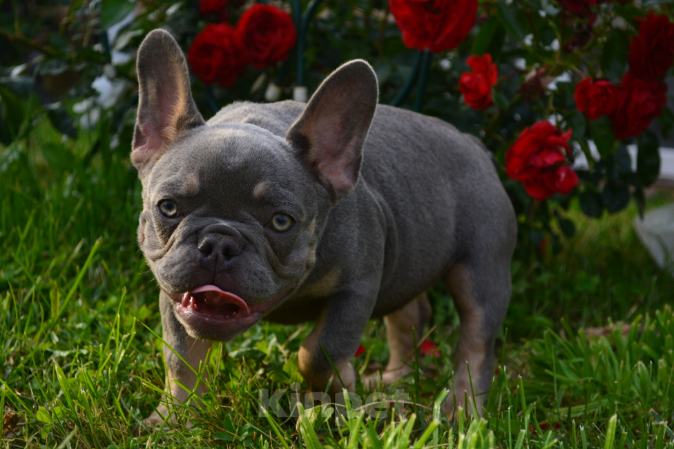 Собаки в Пересвете: Французский бульдог, щенок Девочка, 80 000 руб. - фото 1