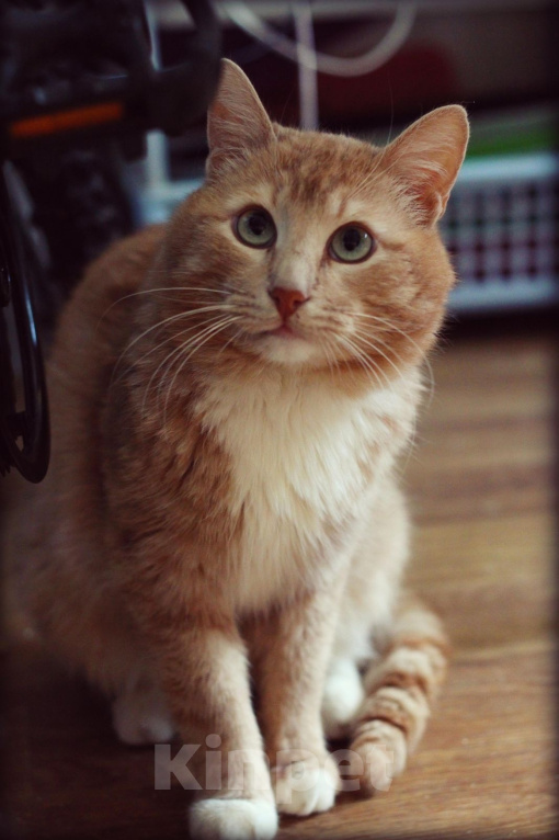 Кошки в Москве: Матис ждет семью Мальчик, Бесплатно - фото 5