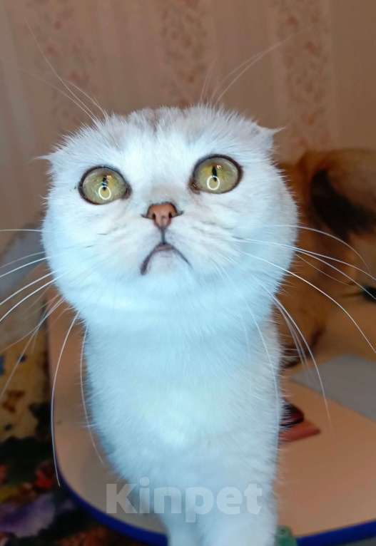 Кошки в Санкт-Петербурге: Вислоухая большеглазая серебряная кошечка Роза  Девочка, 25 000 руб. - фото 2