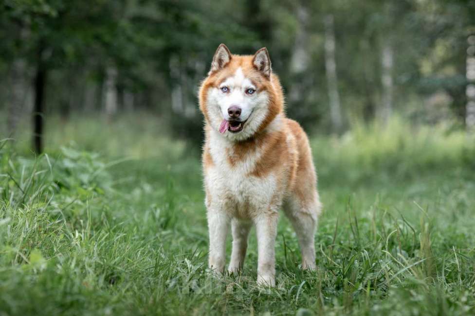 Собаки в Москве: Рыжий Мальчик, Бесплатно - фото 5