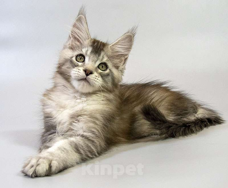 Кошки в Москве: Котенок Мейн Кун Мальчик, Бесплатно - фото 4