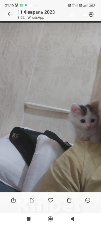 Кошки в Москве: Нашедшим гарантированный вознаграждение 2000р Девочка, 2 000 руб. - фото 9