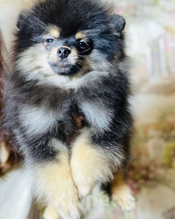 Собаки в Москве: Померанский шпиц  Мальчик, 40 000 руб. - фото 3