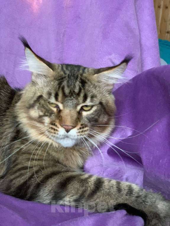 Кошки в Челябинске: МАЛЬЧИК МЕЙН-КУН  Мальчик, 13 000 руб. - фото 5