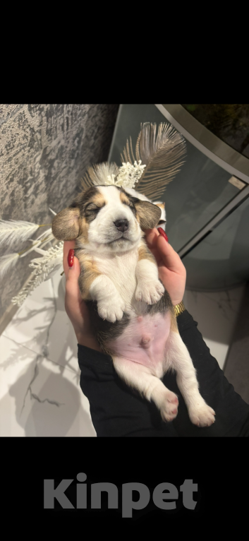 Собаки в Белгороде: Бигль 04.01.2025 г.р. Мальчик  Мальчик, 30 000 руб. - фото 6