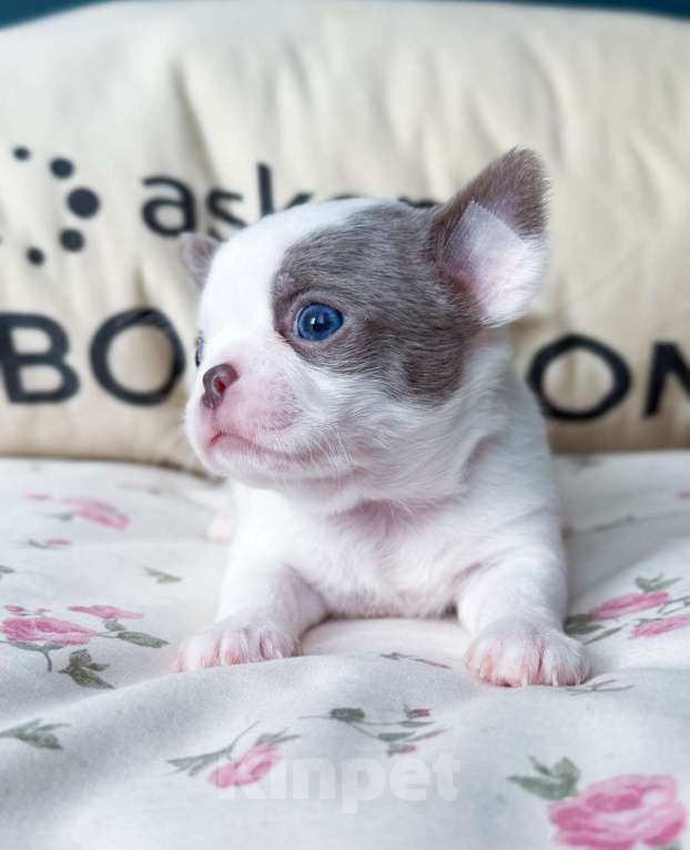 Собаки в Москве: Красивый мальчик чихуахуа Мальчик, 50 000 руб. - фото 5