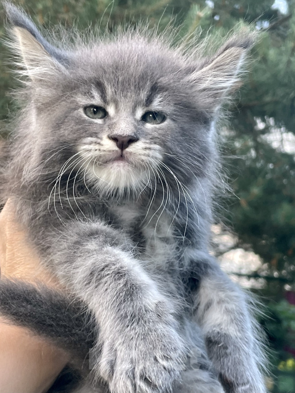 Кошки в Санкт-Петербурге: Мейн кун котята  Мальчик, 60 000 руб. - фото 2