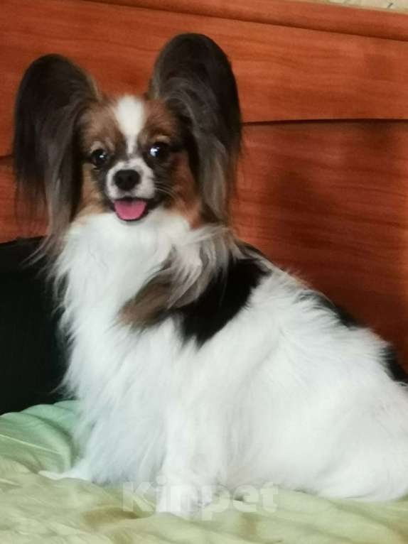 Собаки в Москве: Щенки континентального той спаниеля папийона Мальчик, 70 000 руб. - фото 3