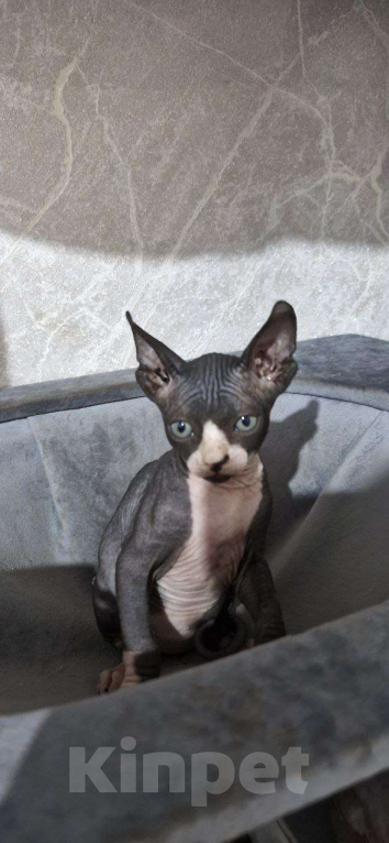 Кошки в Владивостоке: Канадский сфинкс, котенок Мальчик, Бесплатно - фото 2