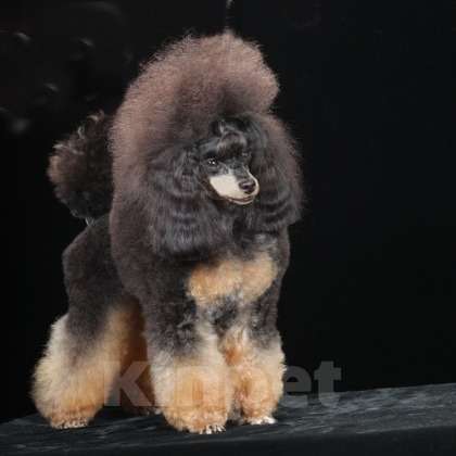 Собаки в Москве: той пудель фантом от Чемпионов Мальчик, 150 000 руб. - фото 7