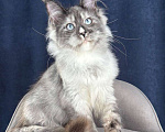 Кошки в Санкт-Петербурге: Голубоглазая девочка мейн кун Девочка, 150 000 руб. - фото 1