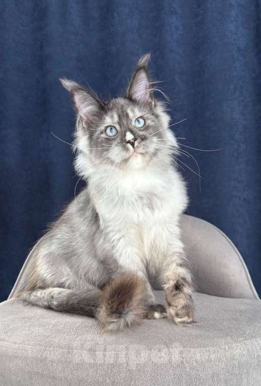 Кошки в Санкт-Петербурге: Голубоглазая девочка мейн кун Девочка, 150 000 руб. - фото 1