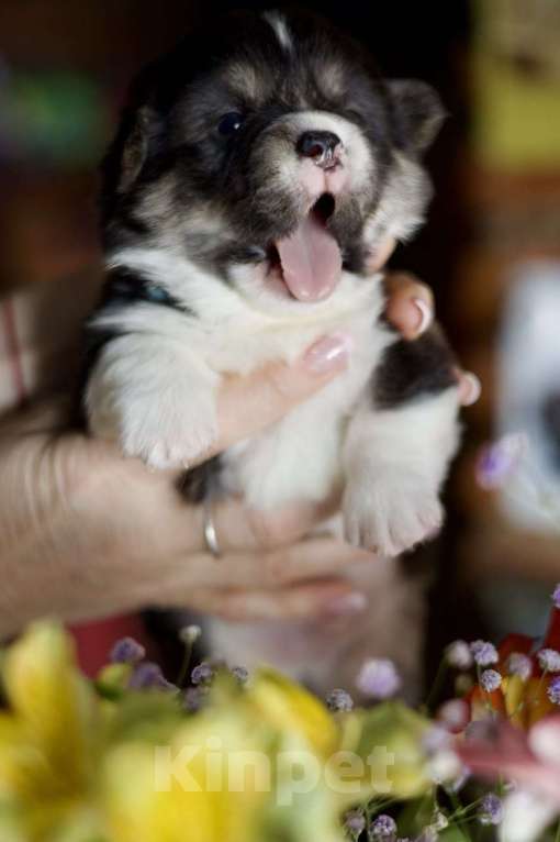 Собаки в Белокурихе: Щенки Вельш Корги Пемброк Девочка, 60 000 руб. - фото 4