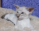 Кошки в Волгограде: Ориентальные котята Мальчик, Бесплатно - фото 4