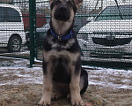 Собаки в других городах Краснодарского края: Щенок Восточноевропейской овчарки Девочка, 50 000 руб. - фото 6