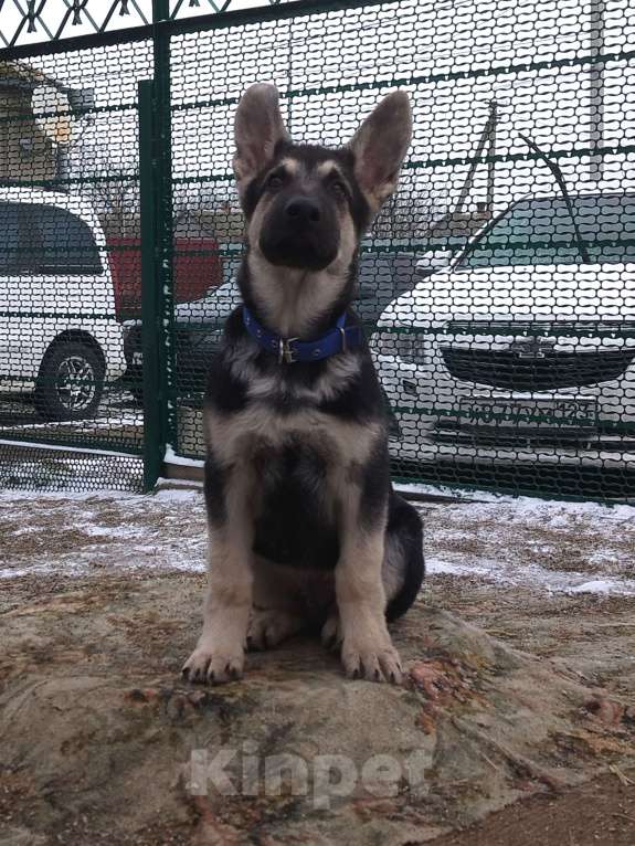Собаки в других городах Краснодарского края: Щенок Восточноевропейской овчарки Девочка, 50 000 руб. - фото 6
