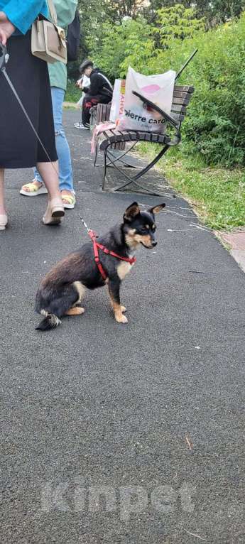 Собаки в Москве: Найдена собака Девочка, Бесплатно - фото 3