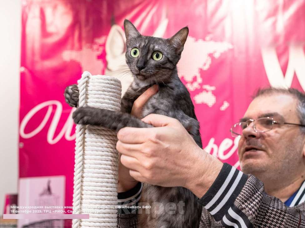 Кошки в Санкт-Петербурге: Свободная кошечка породы Египетская мау Девочка, Бесплатно - фото 1