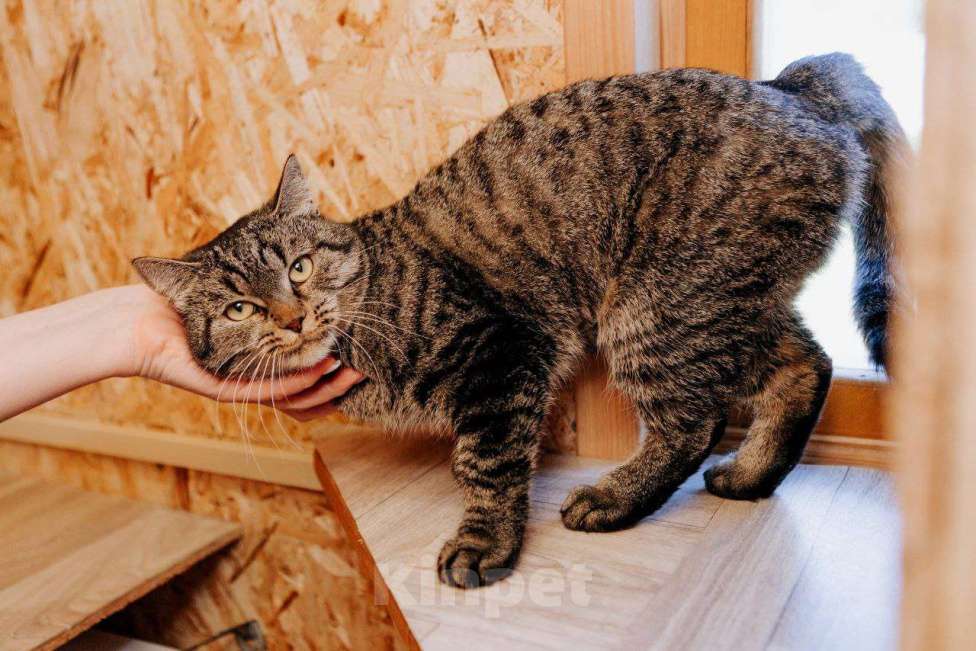 Кошки в Москве: Молодая ласковая Мирочка ищет дом Девочка, Бесплатно - фото 3