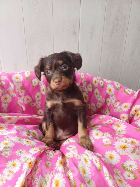 Собаки в Омске: щенок Русского тоя Мальчик, 25 руб. - фото 2