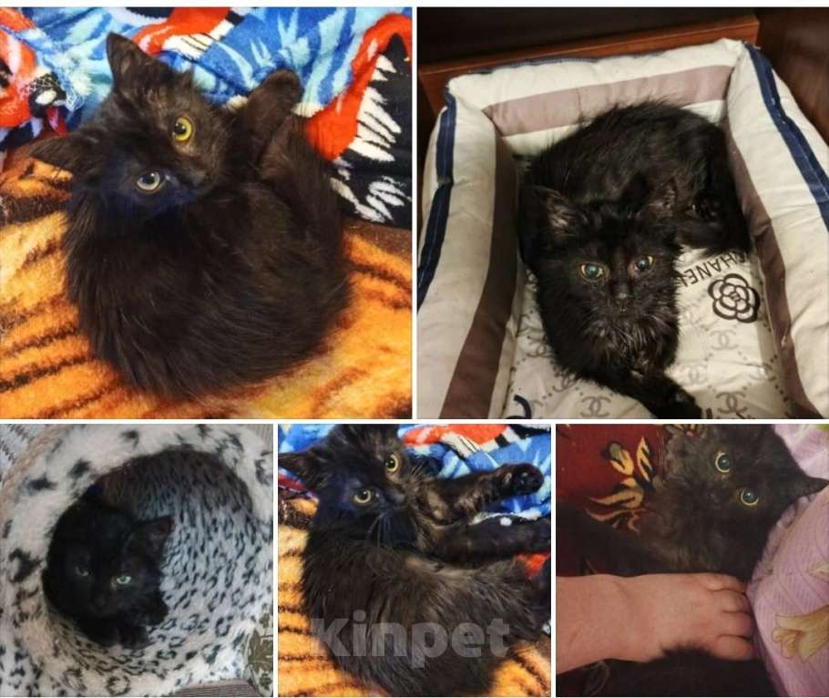 Кошки в Санкт-Петербурге: Ночка Девочка, Бесплатно - фото 1