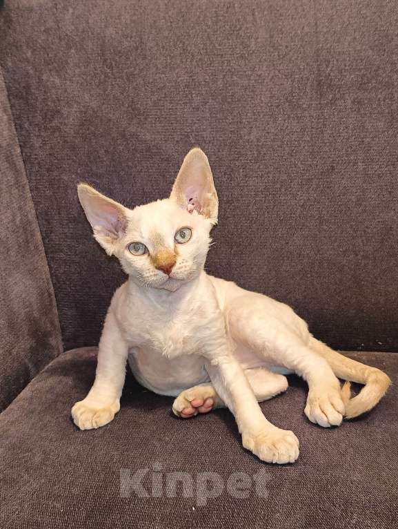 Кошки в Санкт-Петербурге: Котенок девон-рекс Мальчик, 30 000 руб. - фото 5