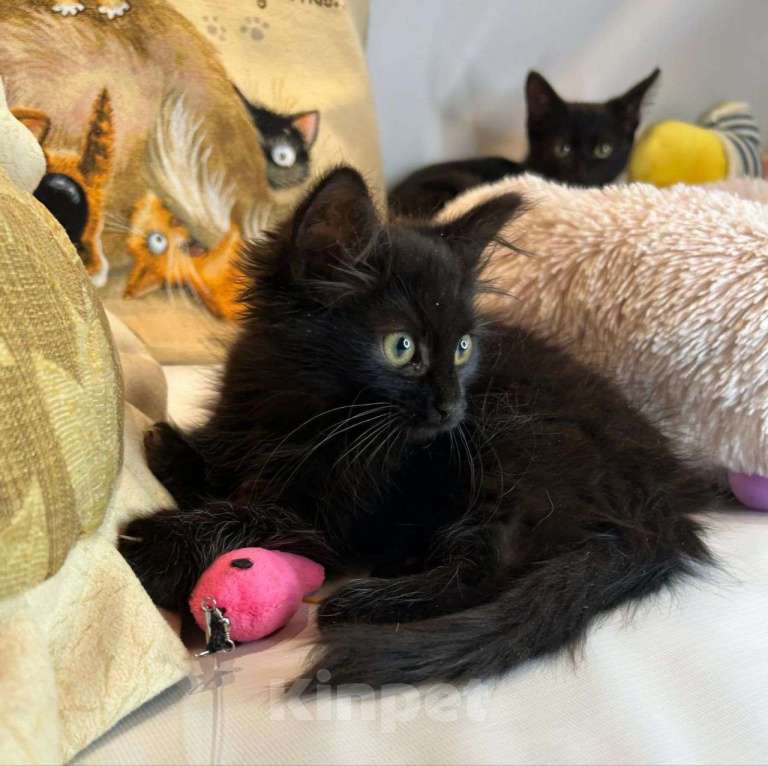 Кошки в Москве: Черный котенок девочка в добрые руки Девочка, Бесплатно - фото 4