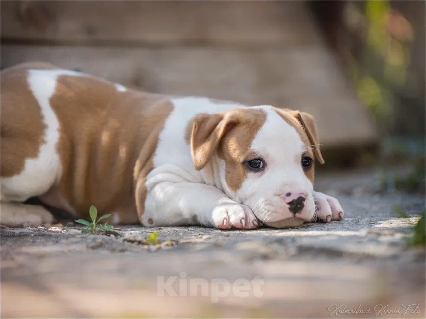 Собаки в Самаре: Щенки АСТ из питомника Мальчик, 30 000 руб. - фото 8