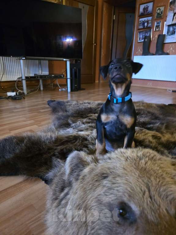 Собаки в Приозерске: Продаеться щенок ягдтерьера  Мальчик, 20 000 руб. - фото 5