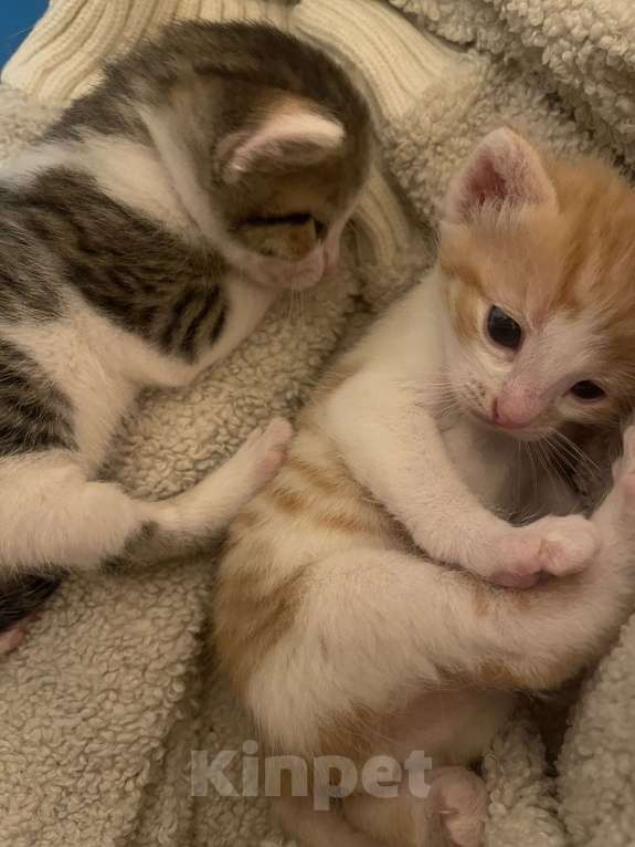 Кошки в Голицыно: Бело-серая девочка Девочка, Бесплатно - фото 4