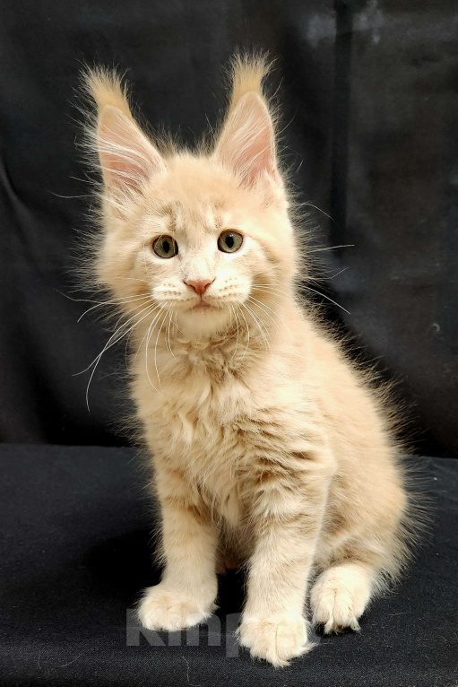 Кошки в Красногорске: Котенок мейн-кун  Мальчик, 60 000 руб. - фото 3