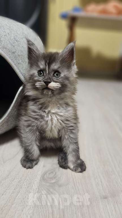 Кошки в Санкт-Петербурге: Котята мэйнкунов Мальчик, 30 000 руб. - фото 4