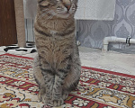 Кошки в Санкт-Петербурге: Ласковый котик ищет новый дом  Мальчик, Бесплатно - фото 2