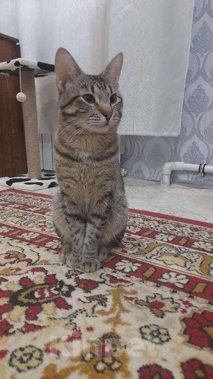 Кошки в Санкт-Петербурге: Ласковый котик ищет новый дом  Мальчик, Бесплатно - фото 2