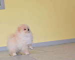 Собаки в Подольске: Шпиц кремовый щенок Девочка, Бесплатно - фото 3