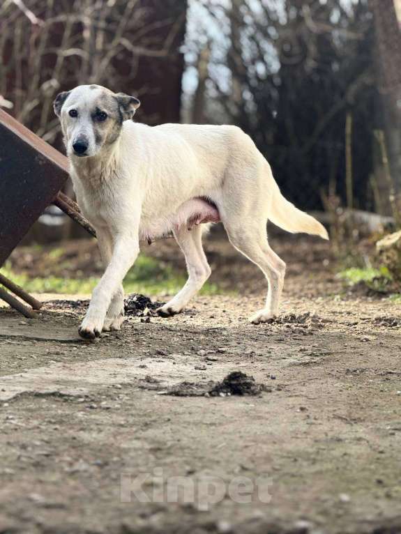 Собаки в других городах Крыма: Добрая и верная собака в дар, для семьи с детьми Девочка, Бесплатно - фото 2