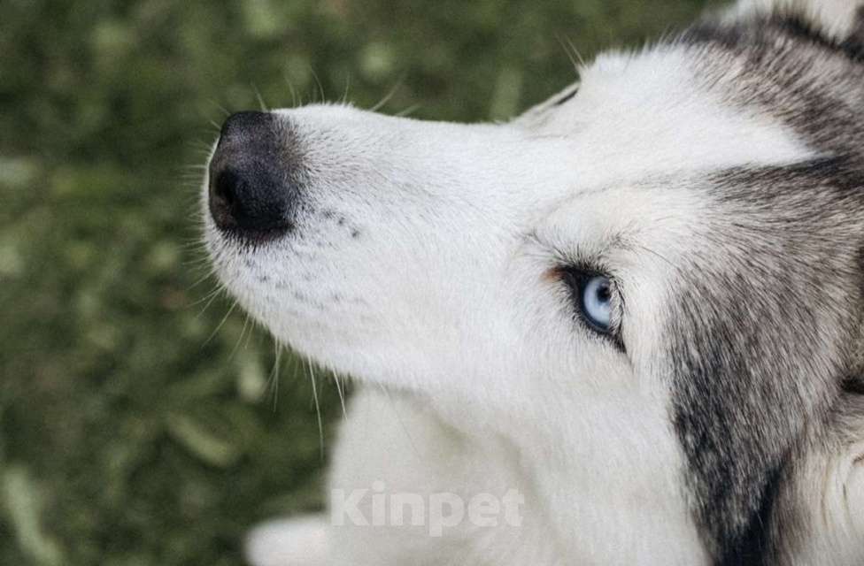 Собаки в Москве: Красавица Эмми ждет свою семью. Девочка, Бесплатно - фото 9