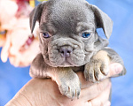 Собаки в Симферополе: мальчик лиловый щенки французского бульдога Мальчик, 80 000 руб. - фото 3