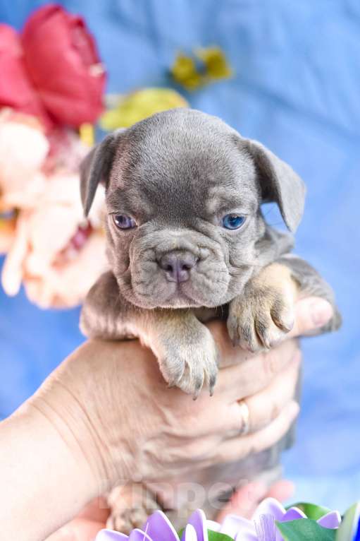 Собаки в Симферополе: мальчик лиловый щенки французского бульдога Мальчик, 80 000 руб. - фото 3