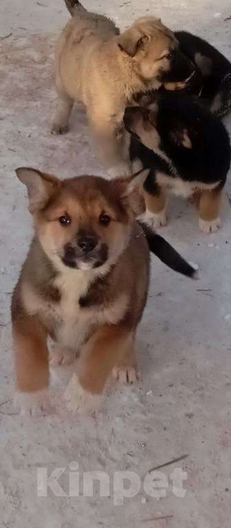 Собаки в Москве: Трогательные щеночки (2 мес.) срочно ищут дом Мальчик, Бесплатно - фото 6