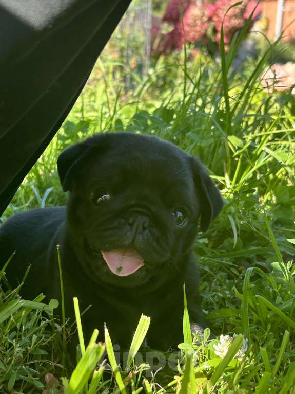 Собаки в других городах Самарской области: Очаровательные мопсики Мальчик, Бесплатно - фото 1