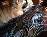 Кошки в Карачеве: Котята, Бесплатно - фото 2