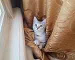Кошки в Самаре: котята Мальчик, 500 руб. - фото 4