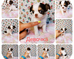Собаки в Москве: Чихуахуа щенки Мальчик, 15 000 руб. - фото 3
