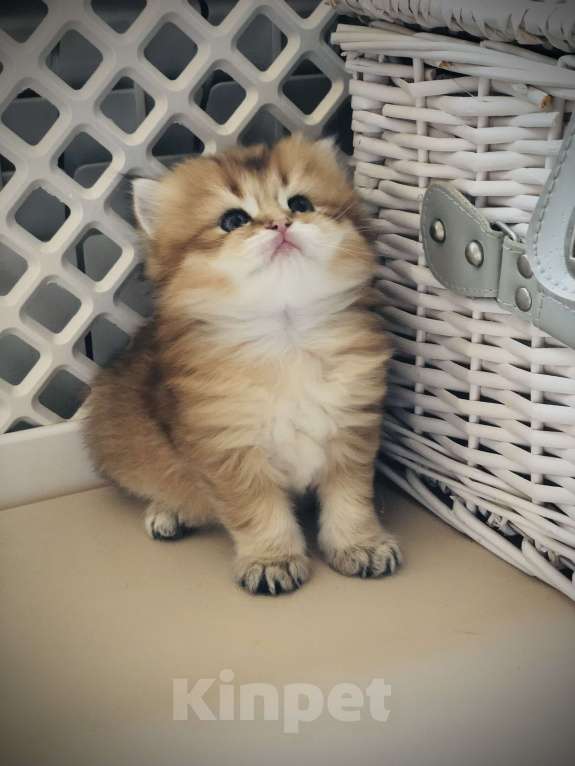 Кошки в Ореховом-Зуево: Британская длинношерстная золотая шиншилла Мальчик, 40 000 руб. - фото 5