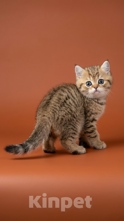 Кошки в Москве: Шотландский прямоухий короткошёрстный котёнок Мальчик, 55 000 руб. - фото 1