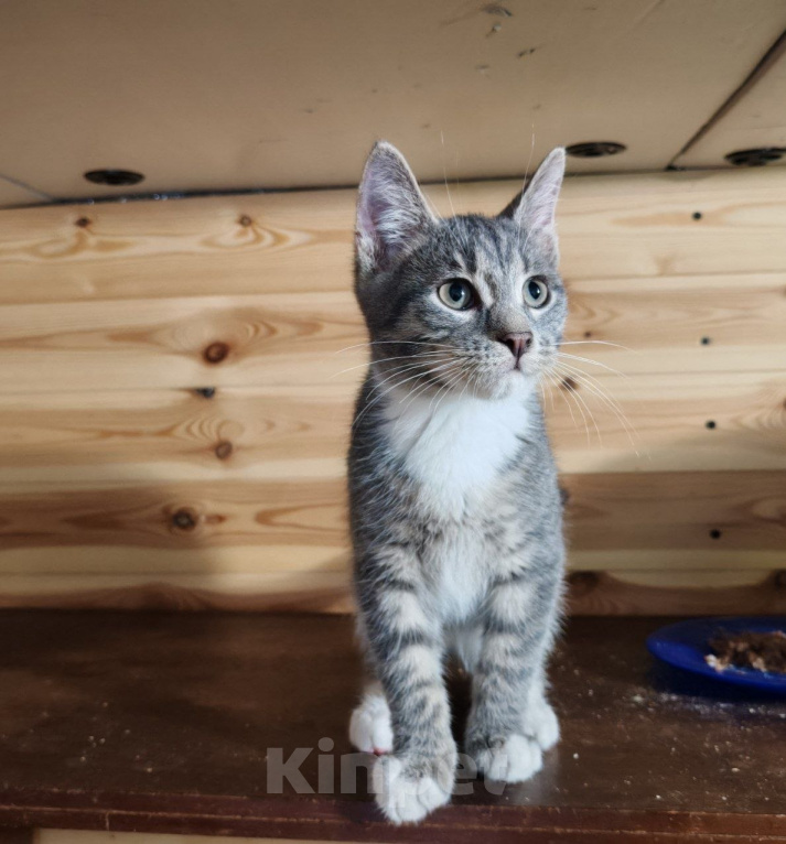 Кошки в Москве: Котенок в добрые руки Мальчик, Бесплатно - фото 3