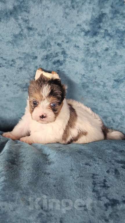 Собаки в Москве: Цветной йорк с голубым глазиком Мальчик, 100 000 руб. - фото 2