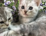 Кошки в других городах Нижегородской области: Отдам в добрые руки Девочка, Бесплатно - фото 2